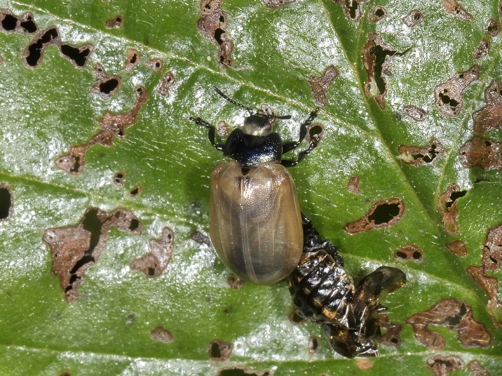 Linaeidea aenea - (Chrysomelidae) - Cambio di abito